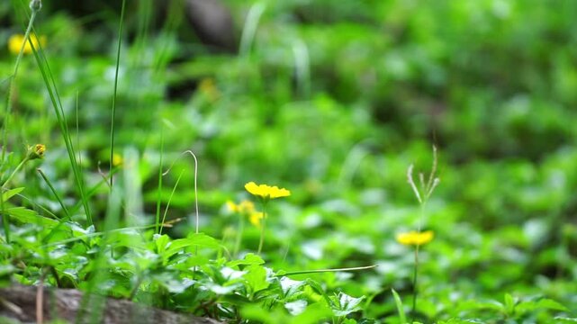 beautiful yellow blossoms with butter fly bloom amidst the lush green grass of a sunlit summer garden, showcasing the vibrant floral beauty of nature in a stunning macro field of spring petals