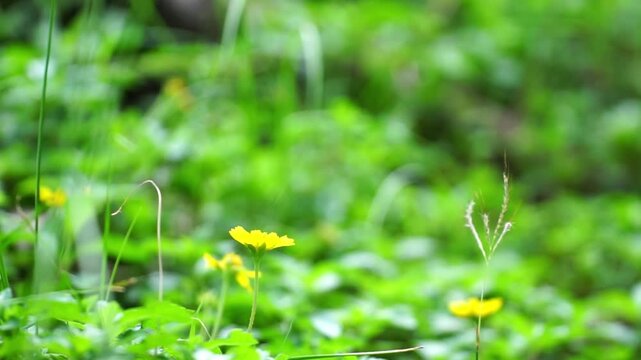 beautiful yellow blossoms with butter fly bloom amidst the lush green grass of a sunlit summer garden, showcasing the vibrant floral beauty of nature in a stunning macro field of spring petals