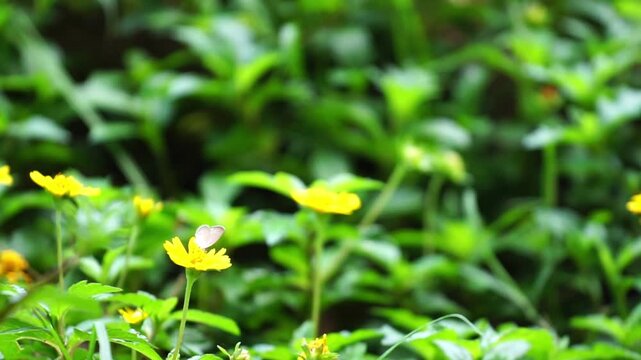 beautiful yellow blossoms with butter fly bloom amidst the lush green grass of a sunlit summer garden, showcasing the vibrant floral beauty of nature in a stunning macro field of spring petals