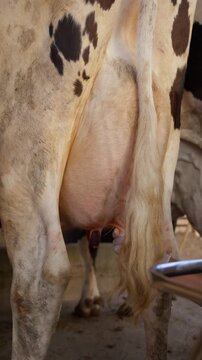 Farmer preparing cow udder for milking