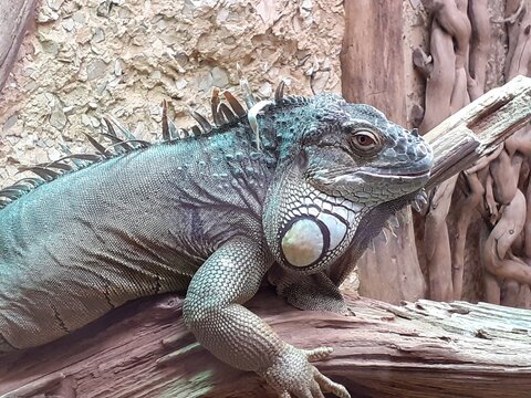 Iguane