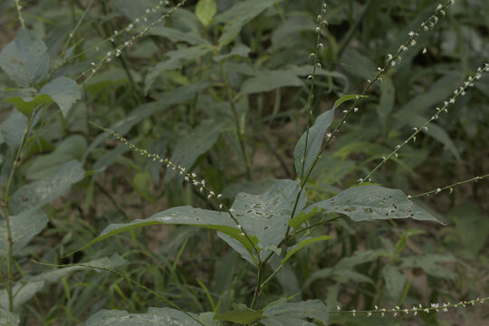 Wild Smartweed Plant with Small White Flowers in Natural Habitat