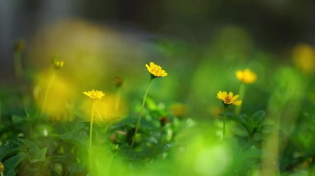 A beautiful macro close-up of a Butter Daisy amidst the green grass of a sun-drenched spring meadow garden