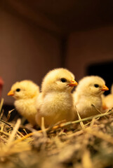 Naklejka premium Little yellow chicken standing in hay. Cute baby chick on farm as symbol of spring and Easter. Farm animal close up.