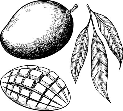 Hand-drawn mango fruit, sliced cubes, and leaves white background, food tropical