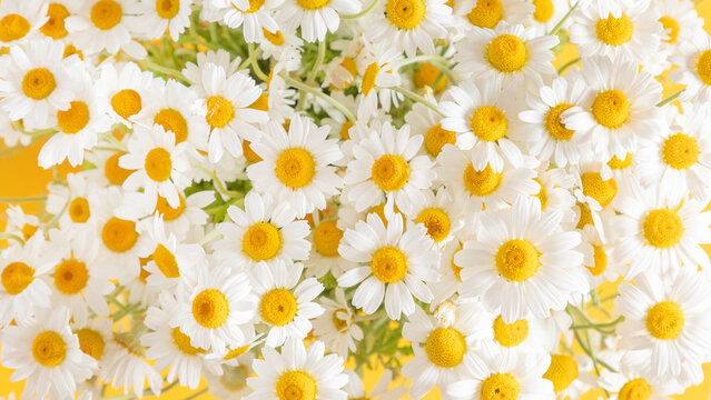 Close-up of a dense bouquet of fresh white chamomile daisy flowers on a yellow background. Full frame floral pattern, summer nature backdrop, bright spring blossom texture, herbal tea concept.