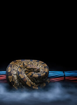 Macro of a snake coiled around network data cables in a dark server room with fog, metaphor for python programming, cybersecurity threats, data encryption, and network vulnerability in b2b tech.
