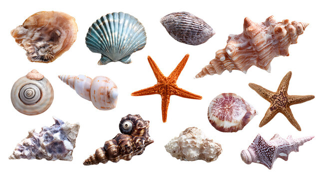 Ultra realistic HD seashell and starfish assortment coastal texture, isolated on white background