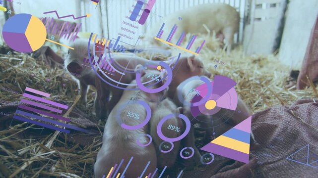 Animated overlay appearing piglets nursing grouping left piglet rising charts rotating showing data