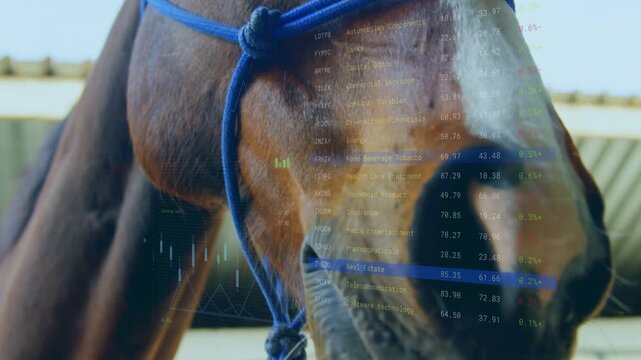 Camera tilting upward horse lifting head revealing blue halter eye white mark showing data overlay