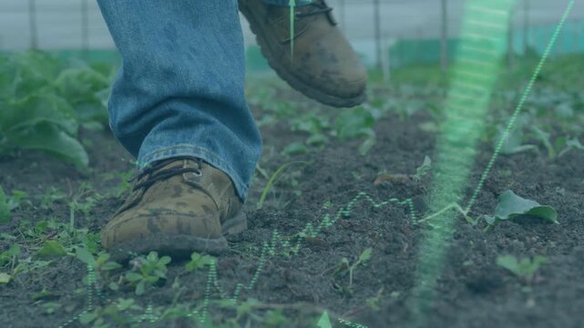 Farmer placing boot on soil in tunnel, activating pulsing charts moving with steps, % mapping soil