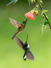 Naklejka premium Two Hummingbirds Feeding on Flower in Lush Colombian Habitat