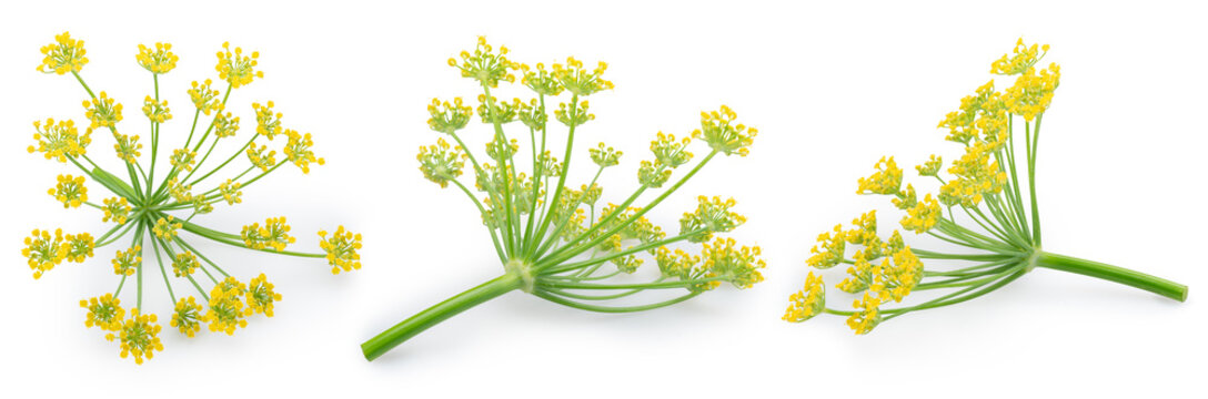 Fennel flower heads, umbrella-shaped cluster with small yellow flowers isolated on white background. File contains clipping paths.