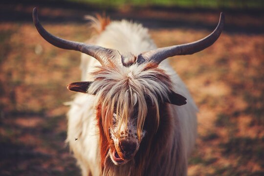 Long-haired goat with impressive horns looking towards camera
