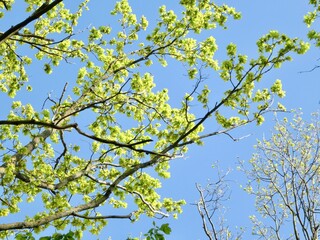 Obraz premium Fresh spring leaves and catkins against a clear blue sky background