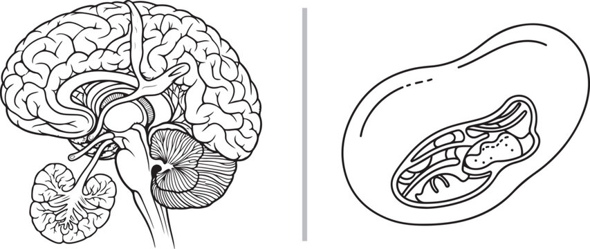 Human brain and mitochondrion scientific vector illustration isolated on white background