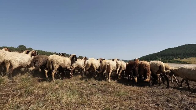 Low-angle handheld video of a flock of sheep running toward Batak Reservoir for water, with close dynamic movement and natural landscape. 2026