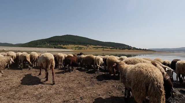 Low-angle handheld video of a flock of sheep running toward Batak Reservoir for water, with close dynamic movement and natural landscape. 2026