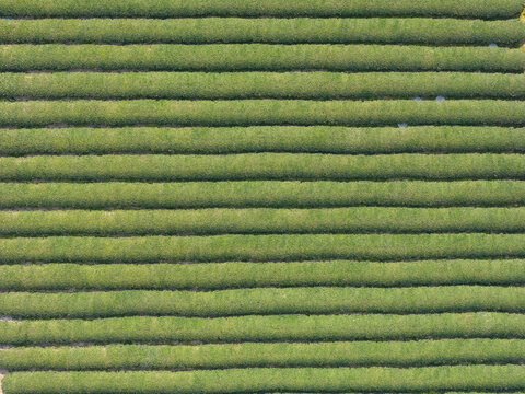 Aerial view of a tea plantation featuring neat parallel rows of vibrant green bushes Taiwan.