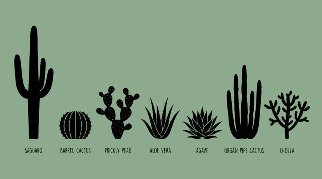 A collection of diverse desert plant silhouettes including saguaro, barrel cactus, prickly pear, aloe vera, agave, organ pipe cactus, and cholla.