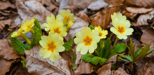 closeup wild flowers in a forest among dry leaves © Yuriy Kulik