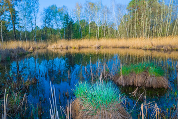 calm blue lake  in the forest © Yuriy Kulik