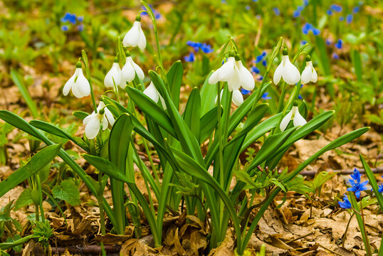 closeup heap of white snowdrop flowers among red dry leaves