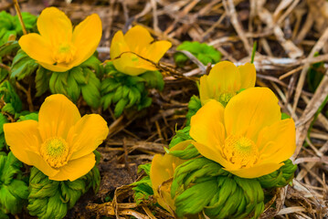 closeup wild flowers in a forest among dry leaves © Yuriy Kulik