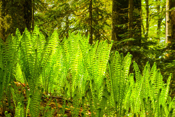 closeup green fern plant on the forest glade © Yuriy Kulik