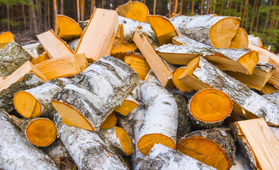 closeup heap of birch tree trunk on the forest glade © Yuriy Kulik