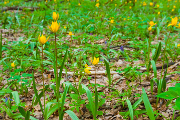 closeup spring forest glade covered by a flowerd © Yuriy Kulik