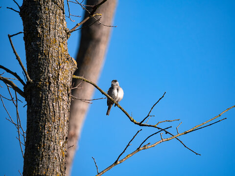 bird on a Tree 
