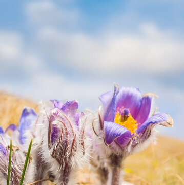 vild crocus flowers growth among grass hills