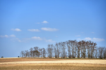 Rural landscape with trees and cultivated field during spring © GKor