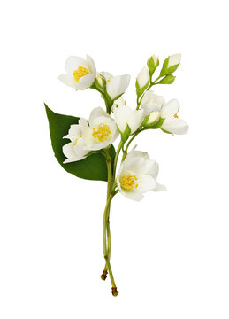 Twigs of Jasmine (Philadelphus) flowers in a small bouquet isolated on white or transparent background