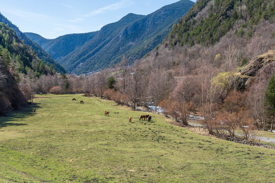 Grazing horses in The Ruta del Ferro (Iron Route) is a very easy cultural and natural trail in Andorra.   , in Ordino, following the course of the Valira del Nord river.