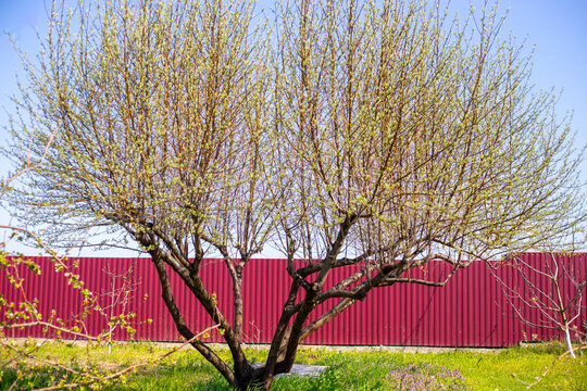 A large tree silver oleaster, olive, with thin branches stands before a red fence in a sunny garden. Spring orchard landscape, backyard tree, garden exterior.