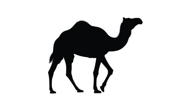 Silhouette of a dromedary camel standing in profile against white