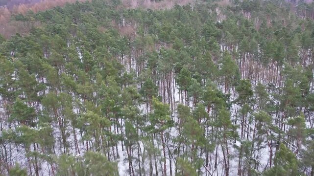Aerial view of pine tree trunks and snow on the forest floor in winter.
