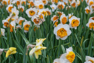 Obraz premium Spring daffodils blooming in a lush garden bed with white petals and orange centers, natural floral background with shallow depth of field