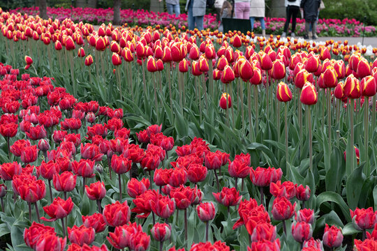 Lisse, Netherlands - 29.03.2026: Colorful tulip beds in bloom at Keukenhof Gardens with visitors walking along the paths