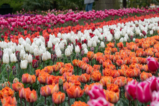 Lisse, Netherlands - 29.03.2026: Colorful tulip beds in bloom at Keukenhof Gardens during spring season