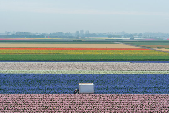 Colorful Dutch tulip fields in spring near Keukenhof, Netherlands, with blooming flower stripes across farmland landscape