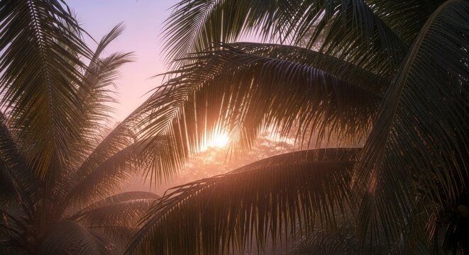 Palm fronds silhouetted against evening sky sunlight nature background