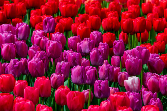 Colorful tulip garden bed with red and purple flowers in spring bloom, Netherlands