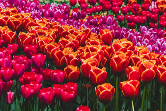 Colorful tulip garden in Keukenhof, Netherlands, with vibrant orange, pink, and purple spring flowers in full bloom