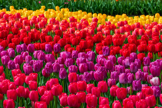 Colorful tulip garden beds in full bloom at Keukenhof, Netherlands, with red, purple, and yellow spring flowers