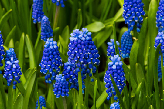 Close-up of blue grape hyacinth flowers blooming in a spring garden with lush green foliage background