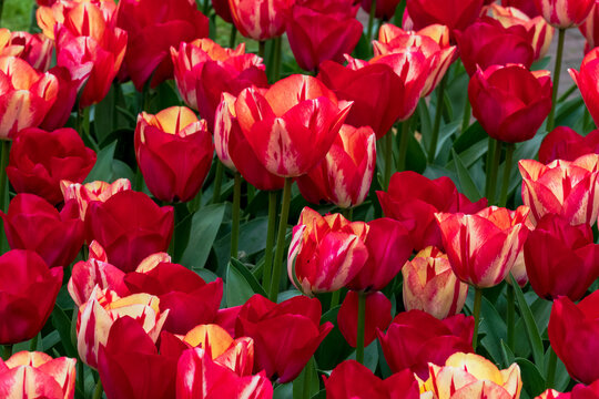 Colorful red and yellow tulips blooming in a spring garden, closeup floral background
