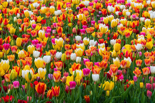 Colorful tulip garden in full bloom with vibrant spring flowers in the Netherlands